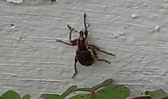 Brachypera zoilus
