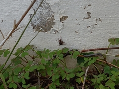 Brachypera zoilus