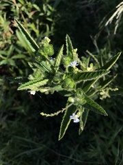 Caperonia linearifolia