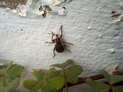 Brachypera zoilus