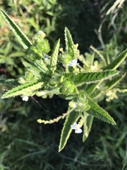 Caperonia linearifolia