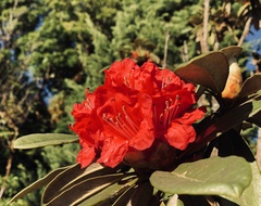 Rhododendron arboreum