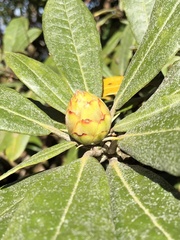Rhododendron arboreum