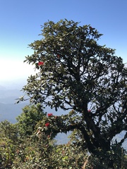 Rhododendron arboreum