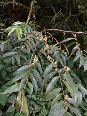 Eurya acuminata