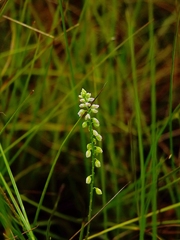 Polygala blakeana