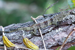 Pseudocalotes microlepis