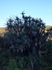 Yucca jaliscensis