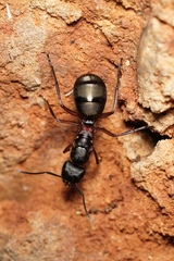 Camponotus chalceus