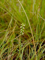 Polygala blakeana