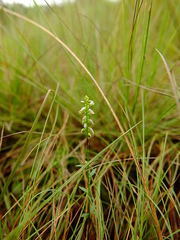 Polygala blakeana