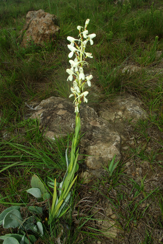 Disa intermedia image