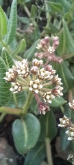 Xysmalobium parviflorum