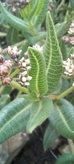 Xysmalobium parviflorum