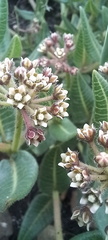 Xysmalobium parviflorum