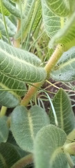 Xysmalobium parviflorum