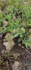 Xysmalobium parviflorum