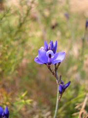 Polygala microphylla