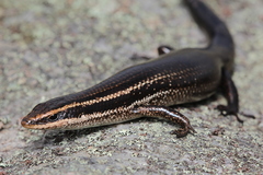 Psychosaura macrorhyncha