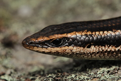 Psychosaura macrorhyncha