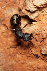 Camponotus chalceus