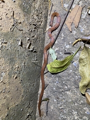 Sinomicrurus macclellandi macclellandi