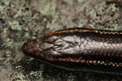 Psychosaura macrorhyncha