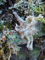 Cladonia pocillum