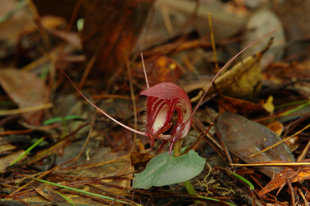 Corybas annamensis