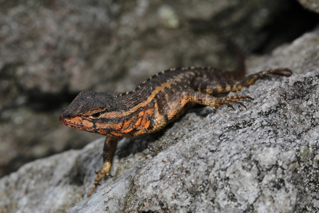 Rodrigues' Lava Lizard