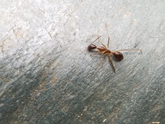 Camponotus mitis