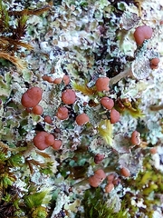 Cladonia pocillum