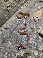 Sinomicrurus macclellandi macclellandi
