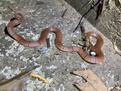 Sinomicrurus macclellandi macclellandi