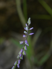 Polygala paniculata