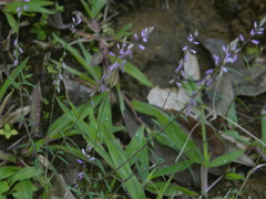 Polygala paniculata