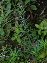 Polygala paniculata