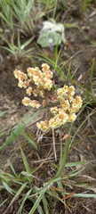 Psammotropha mucronata