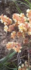 Psammotropha mucronata