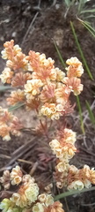 Psammotropha mucronata