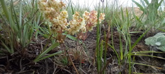 Psammotropha mucronata