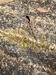 Anolis anisolepis