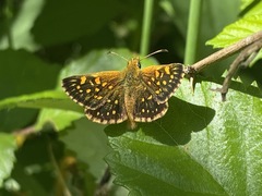 Butleria