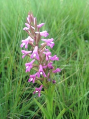 Disa stachyoides image