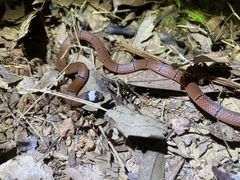 Sinomicrurus macclellandi macclellandi
