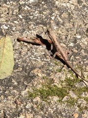Anolis anisolepis