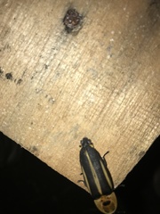 Cratomorphus diaphanus