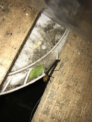 Cratomorphus diaphanus