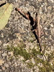Anolis anisolepis