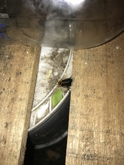 Cratomorphus diaphanus